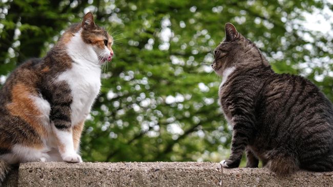 Destinasi Wisata untuk Pecinta Kucing di Seluruh Dunia