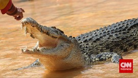 Misteri Keberadaan Buaya di Anak Sungai Ciliwung Jakarta