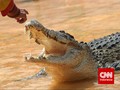 Misteri Keberadaan Buaya di Anak Sungai Ciliwung Jakarta