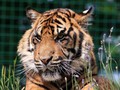 Harimau Positif Corona sampai Terminal 2 Changi Setop Operasi