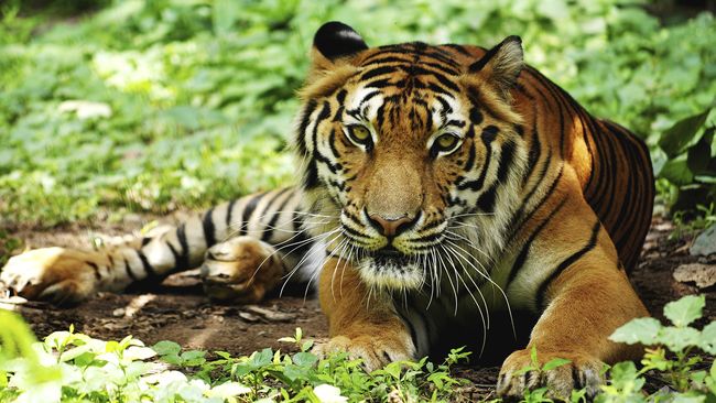 Download 820 Koleksi Gambar Harimau Sunda Terbaik Gratis