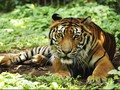 Pegawai Kebun Binatang Tewas Diterkam Harimau Sumatra