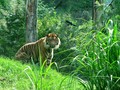 Melacak Jejak Kebangkitan Harimau di Nepal