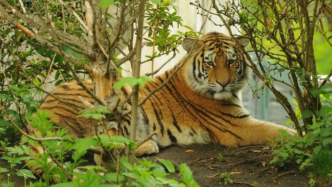 Harimau Kembali Turun Gunung, Hewan Ternak Jadi Korban - CNN Indonesia