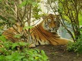 Kisah Harimau Siberia yang Sakit Gigi dan Minta Tolong Warga
