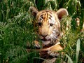 Apa yang Bisa Kita Lakukan untuk Selamatkan Harimau Sumatera?
