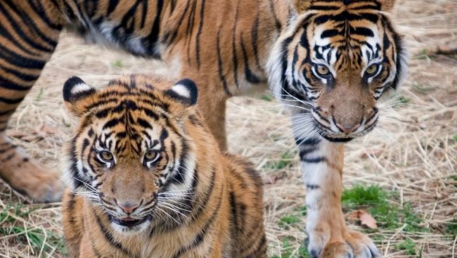 Harimau Bernilai Tinggi Picu Maraknya Perburuan Liar Harimau Bernilai Tinggi Picu Maraknya Perburuan Liar