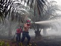 Greenomics: Kebakaran Hutan Berlangsung Sampai Maret 2016