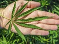 Akibat Ganja, Laman Wikipedia Bahasa Rusia Terancam Diblokir