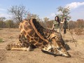 Kecelakaan Tragis Mobil vs Jerapah, Turis di Afrika Tewas