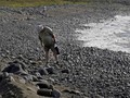 Dekat dengan Pulau Reunion, Mauritius Bantu Cari Puing MH370