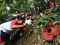 Agam, 'Surga' Bunga Rafflesia di Indonesia