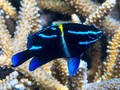 Kepulauan Togean Jadi Habitat Ratusan Spesies Laut Dilindungi