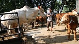 Pelaku Penimbunan Daging Sapi Bisa Terancam Lima Tahun Bui