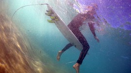 Satu Pria Tewas Diserang Hiu di Australia