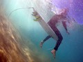 Satu Pria Tewas Diserang Hiu di Australia