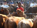 Swasembada 2016, Mentan akan Impor 200 Ribu Sapi Bunting