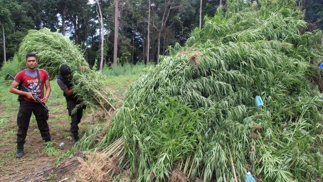 BNN Musnahkan 3 Hektar Ladang Ganja di Aceh 
