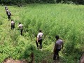 Temukan Hutan Ganja Terbesar, Polda Aceh Tak Punya Helikopter