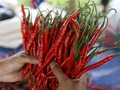Harga Ayam dan Cabai Merah Anjlok Akibat Kebanjiran Pasokan
