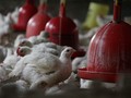 Rugi Rp200 Juta Per Bulan, Peternak Ayam Akan Demo Kementan