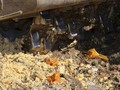 Rusia Hancurkan 470 Ton Keju Selundupan