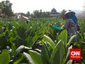 Derita Petani Tembakau Indonesia, Digaji Rp20 Ribu per Hari
