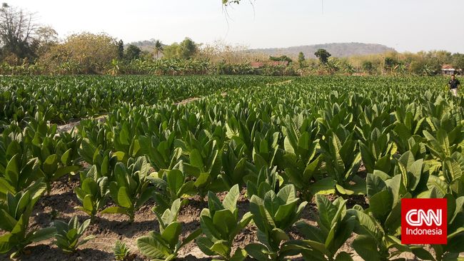 Tembakau Bisa jadi Tanaman Penyelamat Petani di Musim Kering