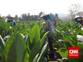 DPR Tagih Komitmen Pemerintah Bahas Beleid Pertembakauan