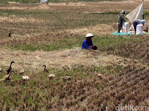 Kekeringan Ancam Majalengka, Ribuan Hektare Sawah Berstatus Waspada