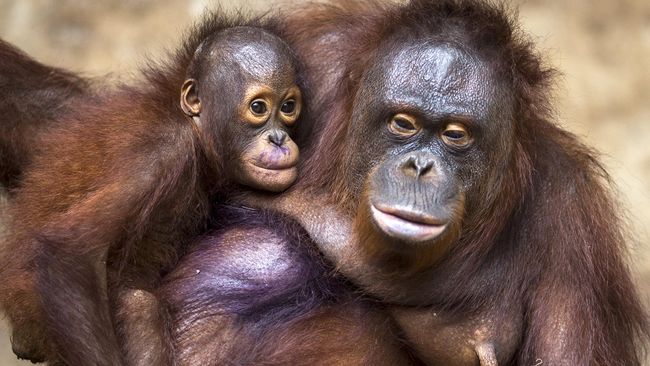 Bayi Orangutan Kalimantan Lahir Di Paris