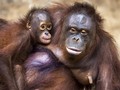 Bayi Orangutan Kalimantan Lahir di Paris