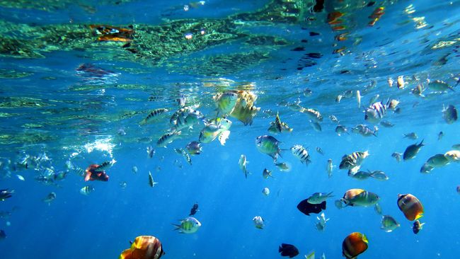 Indonesia Unggulkan Wisata Bahari Di Pata Travel Mart 2016 Indonesia Unggulkan Wisata Bahari Di Pata Travel Mart 2016