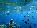 Menyelami 'Istana Dewa' Di Bawah Laut Bali