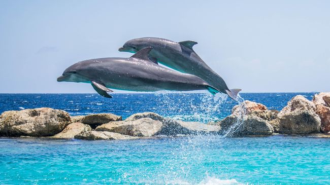 Lovina, Tumpuan Bangkit Pariwisata Bali Utara