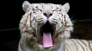 Sisa Enam Jenis Harimau di Dunia, Dua Punah di Indonesia