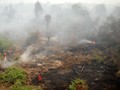Pengusutan Kasus Pembakaran Hutan Dinilai Tak Tegas