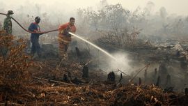Sisihkan Dana untuk Guyur Api, BPDP Sawit Tunggu Instruksi