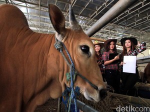 Bikin Kaget! Sapi Kurban di Klaten Berdiri Lagi Usai Disembelih