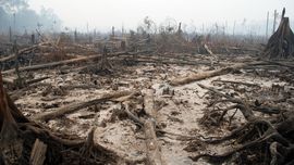 Bank Global Dituding Turut Rusak Hutan Asia Tenggara