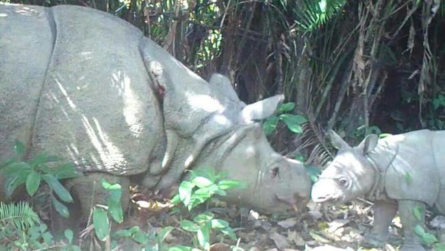 Flora Dan Fauna Yang Dilindungi Di Taman Nasional Ujung