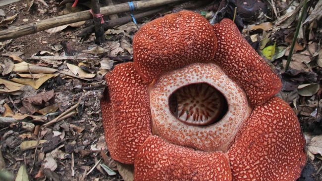 Bengkulu Kedatangan Bunga  Langka Rafflesia Kemumu