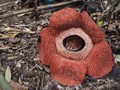 Bengkulu 'Kedatangan' Bunga Langka Rafflesia Kemumu