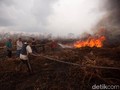 Tak Cuma Data, Greenpeace Minta Pembakar Hutan Diusut Tuntas