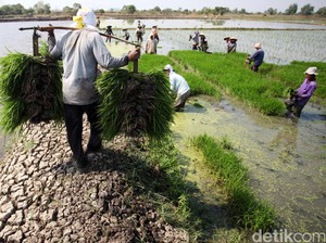 Wanti-wanti BRIN Agar Petani Siap Hadapi Musim Hujan yang Lebih Pendek