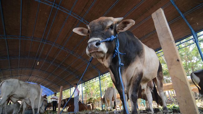 Sapi Mengamuk di Kantor Polisi Saat Hendak Disembelih