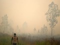 Kabut Asap, Jokowi Perintahkan Menteri Siti Bertindak Cepat