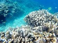 NASA Buat Ekspedisi Bawah Laut Guna Temukan Cara Buru Alien