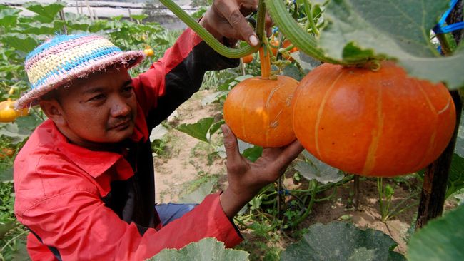Petani Sukabumi Mulai Jual Online Sayur dan Buah