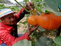 Petani Sukabumi Mulai Jual Online Sayur dan Buah